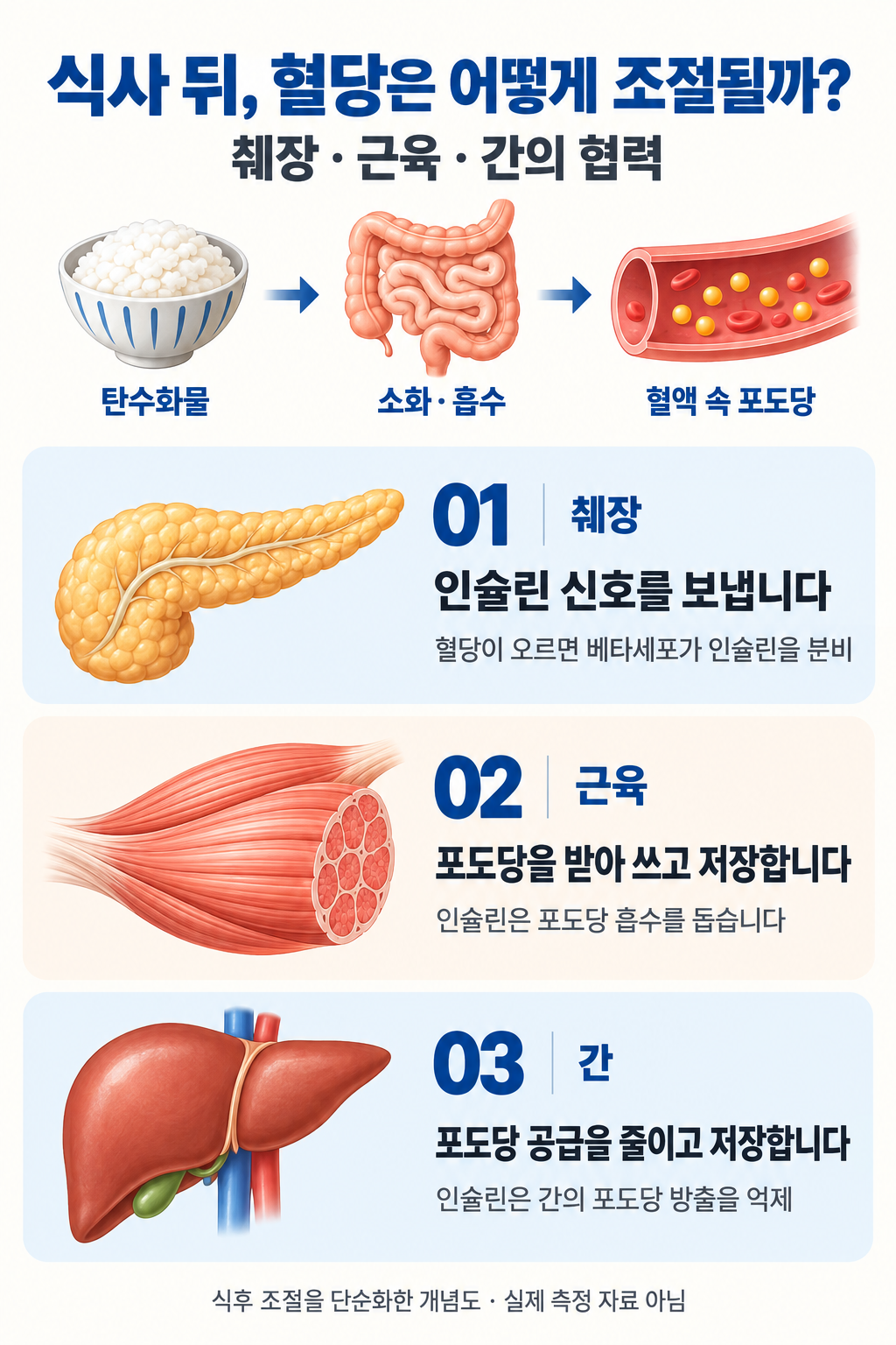 식사 뒤에는 췌장이 인슐린 신호를 보내고, 근육은 포도당을 받아 쓰며, 간은 포도당 공급을 줄이고 저장합니다.